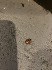 Cyclocephala