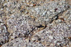 Trimerotropis pallidipennis