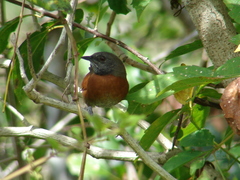 Synallaxis erythrothorax