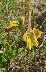 Gladiolus virescens