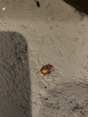 Cyclocephala