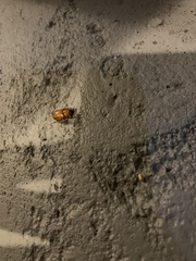 Cyclocephala