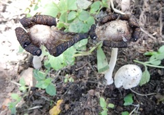 Coprinopsis variegata