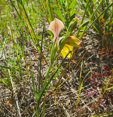 Gladiolus virescens