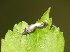 Oxycarenus hyalinipennis