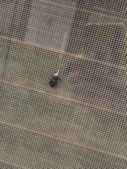 Scyphophorus acupunctatus