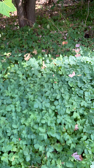 Aegopodium podagraria