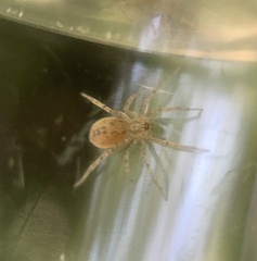 Anyphaena