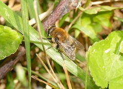 Merodon equestris