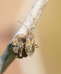 Stictopleurus punctatonervosus
