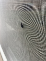 Scyphophorus acupunctatus