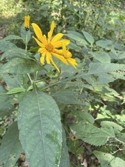 Helianthus strumosus