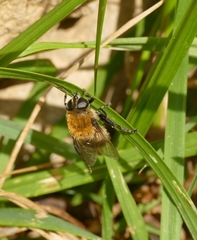 Merodon equestris