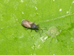 Oxycarenus hyalinipennis