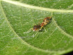 Synemosyna formica