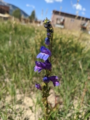 Penstemon strictus