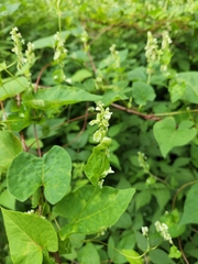 Fallopia