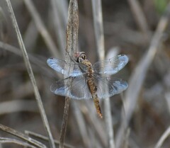 Pantala hymenaea