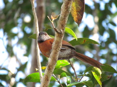 Synallaxis erythrothorax