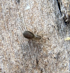 Amaurobiidae