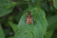 Mesembrius bengalensis
