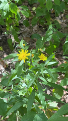 Hieracium umbellatum