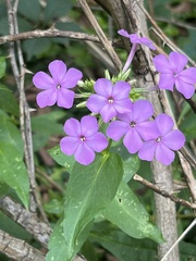 Phlox