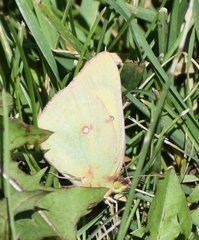 Colias philodice
