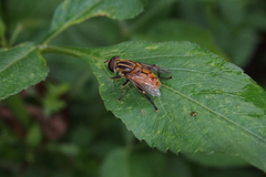 Mesembrius bengalensis