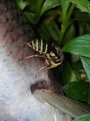 Vespula flaviceps