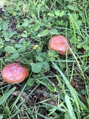 Hortiboletus rubellus