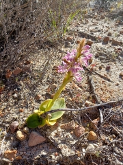 Satyrium erectum