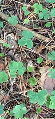 Oxalis acetosella