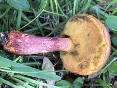 Hortiboletus rubellus