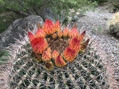 Ferocactus wislizeni
