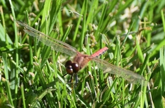Sympetrum internum