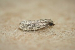 Amydria effrenatella