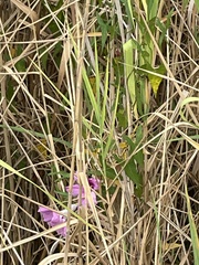 Ipomoea sagittata