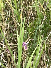 Ipomoea sagittata