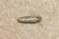 Amydria effrenatella