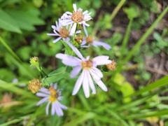 Symphyotrichum shortii