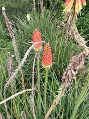 Kniphofia