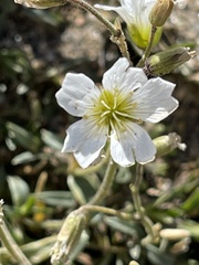Cerastium beeringianum