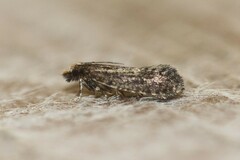 Amydria effrenatella