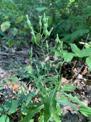 Lactuca canadensis