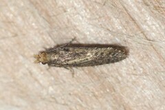 Amydria effrenatella