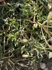 Cerastium beeringianum