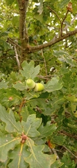 Quercus