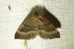 Larentia clavaria