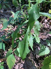 Lactuca canadensis